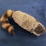 �����������A���C�O�} (���Ԍ���^���DVD�v���[���g)