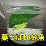 �t����to����