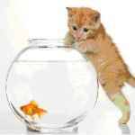 �����M�~�b�N